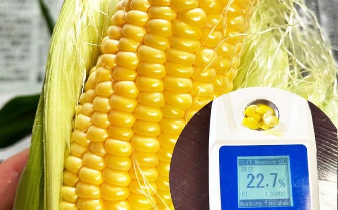 【2026年6月～発送】【最高糖度20度以上！】とうもろこし 2Lサイズ 20本 / ゴールドラッシュネオ トウモロコシ コーン スイートコーン / 南島原市 / 三和サービス株式会社[SGB009]