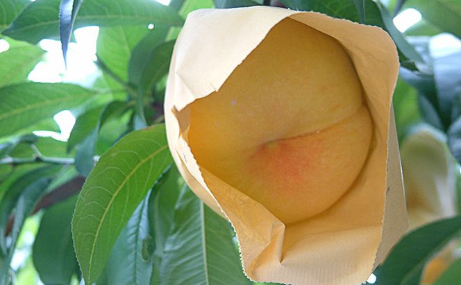 桃 2026年 先行予約 黄金桃 約3.0kg 10～12玉 もも 岡山県 赤磐市産 フルーツ 果物 あかいわファーマーズガーデン 果物類