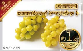 【数量限定】樹成甘熟シャインマスカット 約1kg（約1～2房）《信州グルメ市場》■2025年発送■※9月中旬頃～10月下旬頃まで順次発送予定