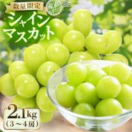【産直もぎたて】シャインマスカット 2.1kg(シャインマスカット ぶどう 葡萄 フルーツ 果物 国産 宮崎県産 小林市産 産地直送 朝採れ もぎたて 数量限定)
