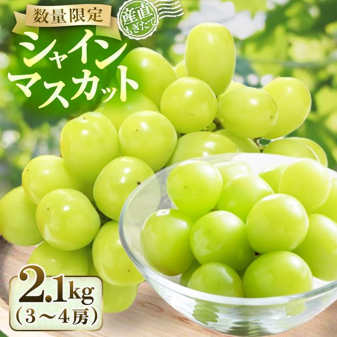【産直もぎたて】シャインマスカット 2.1kg(シャインマスカット ぶどう 葡萄 フルーツ 果物 国産 宮崎県産 小林市産 産地直送 朝採れ もぎたて 数量限定)