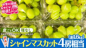 【2026年9月より発送開始】【 訳あり 】 シャインマスカット 4房相当（約1.6kg）  田舎の頑固おやじが厳選！（茨城県共通返礼品 [ぶどう]：結城市産）果物 フルーツ 不揃い わけあり 先行予約 家庭用 フルーツ ブドウ 果物 ぶどう シャイン マスカット くだもの 先行予約 [BI208-NT]