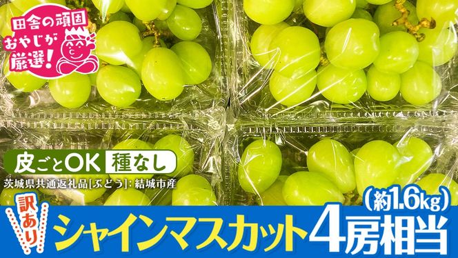 【2026年9月より発送開始】【 訳あり 】 シャインマスカット 4房相当（約1.6kg）  田舎の頑固おやじが厳選！（茨城県共通返礼品 [ぶどう]：結城市産）果物 フルーツ 不揃い わけあり 先行予約 家庭用 フルーツ ブドウ 果物 ぶどう シャイン マスカット くだもの 先行予約 [BI208-NT]