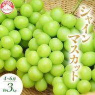 【2026年10月～発送】シャインマスカット 3～6房 約3kg ぶどう ブドウ 葡萄 マスカット 果物 フルーツ 長野県 長野 山ノ内町