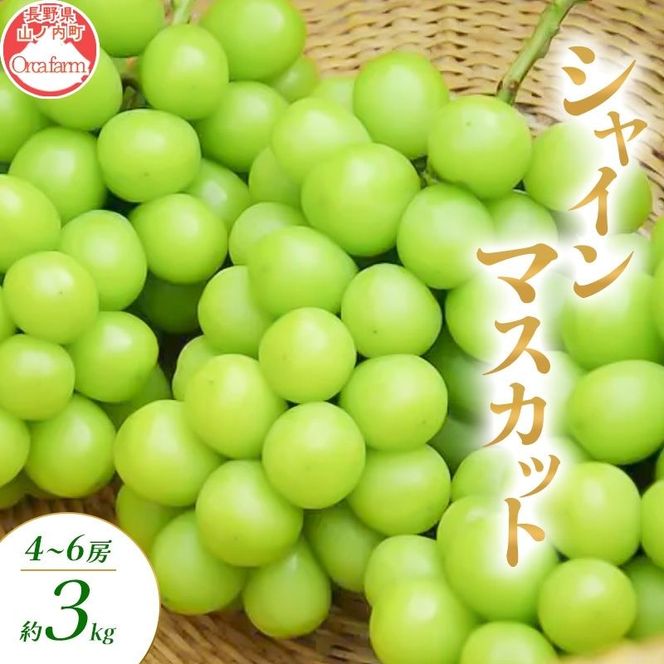 【2026年10月～発送】シャインマスカット 3～6房 約3kg ぶどう ブドウ 葡萄 マスカット 果物 フルーツ 長野県 長野 山ノ内町