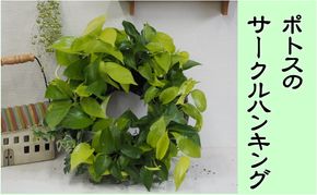ポトスのサークルハンキング 植物 インテリア 飾り 緑 グリーン 部屋 玄関 グリーンインテリア キッチン 洗面所 癒し 差し色 アイテム 