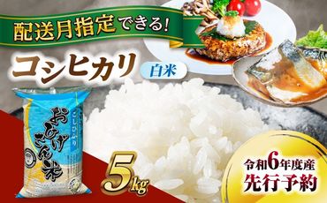 コシヒカリ 白米 5kg 米 お米 ご飯 愛西市/脇野コンバイン[AECP021]