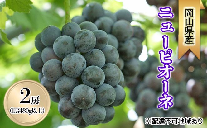 ぶどう 2026年 先行予約 ニューピオーネ2房(1房480g以上) 化粧箱入り ブドウ 葡萄 岡山県産 国産 フルーツ 果物 ギフト [№5735-2006]