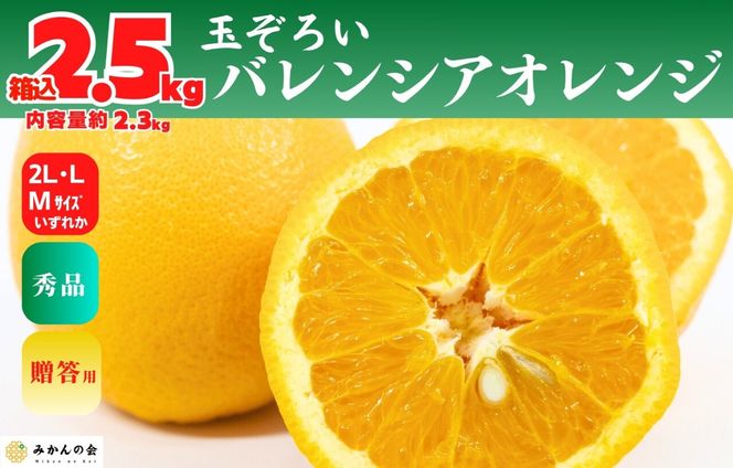バレンシアオレンジ 国産 玉ぞろい 秀品 箱込 2.5kg (内容量 2.3kg ) 2L L M サイズのいずれか 和歌山県産 産地直送【みかんの会】  AX406