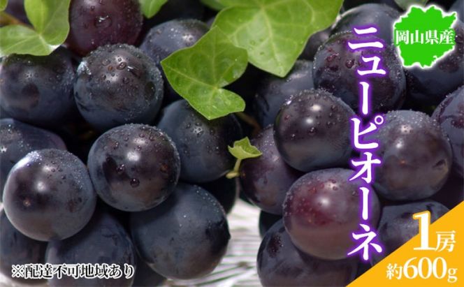 ぶどう 2026年先行予約 ニューピオーネ 1房 約600g 岡山県産 お届け 9月上旬～10月中旬