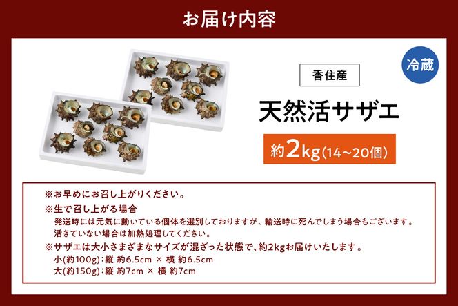 【兵庫県香住産 天然 活 サザエ 2kg 冷蔵】 日本海 香住 柴山 漁港 水揚げ 国産 さざえ 新鮮 つぼ焼き 炊き込みご飯 サザエ飯 お酒 お供 肴 アテ あて 磯 香り 風味豊か 海鮮 夏休み BBQ バーベキュー キャンプ お盆 海 大人気 ふるさと納税 おすすめ 返礼品 兵庫県 香美町 宿院商店 33-20