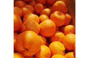 【先行受付】【数量限定】南柑20号（生果）10kg（2025年12月上旬頃より順次発送）IKTQ003