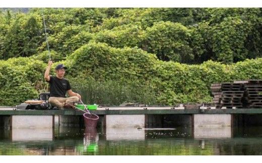 杉山作 （ へらぶな 釣り用 浮き子 ） サーチ ・ 浅ダナ セット PCムク （ピンク） 釣り用品 釣り具 フィッシング アウトドア 釣具 ヘラブナ釣り [DV002ci]