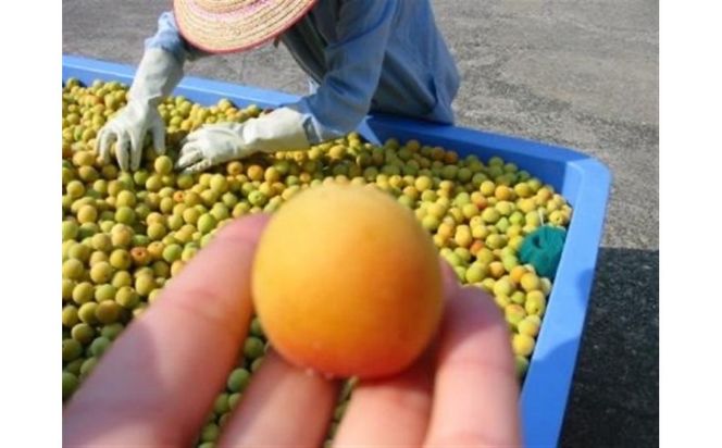 小田原老舗店が作った梅干しカップ3種類セット 142069_CW109