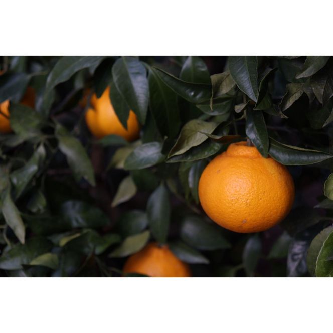 数量限定 有田みかんの産地から届く 果汁100％！ 搾りたての柑橘ジュース 180ml×24本 	DB034