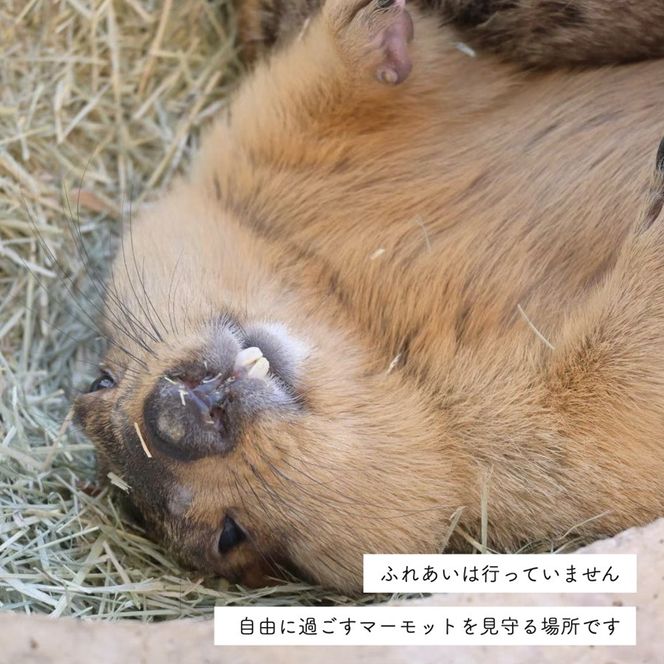 マーモット村大阪 体験チケット(ファミリーデープラン ワンドリンク＆お土産付き)｜カフェ 体験 動物 アニマルカフェ [2610]