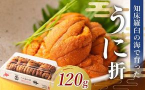 【先行/2026年1月より発送】知床羅臼町産 折ウニ 中 120g×1 北海道知床羅臼産 天然 エゾバフンうに 雲丹 おかず ご飯のお供 016942_AM081