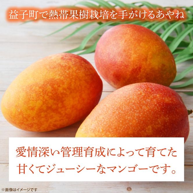 【数量限定】【先行予約】益恋 マンゴー 約1kg（2～3玉）| 7月より順次発送 マンゴー フルーツ 果物 新鮮 旬 益子町産 (CA005)