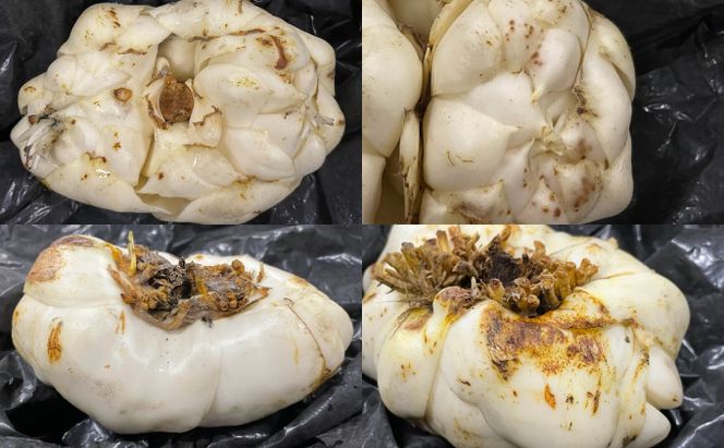 【規格外】十勝幕別 忠類ゆり根 1kg（M～2L）6～10玉［JA忠類］9月～3月発送限定【 北海道 幕別町 忠類 十勝 高級食材 お正月 料理 訳あり 】 野菜 ゆりね 北海道産 ワケあり