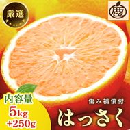 ＜1月より発送＞厳選 はっさく5kg+250g（傷み補償分）｜ 八朔みかん ハッサク ◇