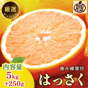＜1月より発送＞厳選 はっさく5kg+250g（傷み補償分）｜ 八朔みかん ハッサク ◇