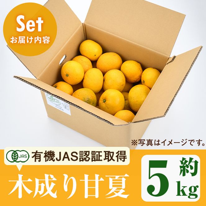 数量限定！有機JAS 木成り甘夏(約5kg) 国産 果実 果物 フルーツ 柑橘 デザート きなり 木なり あまなつ みかん ミカン 蜜柑 期間限定 有機栽培 【中村農場】akn084-09
