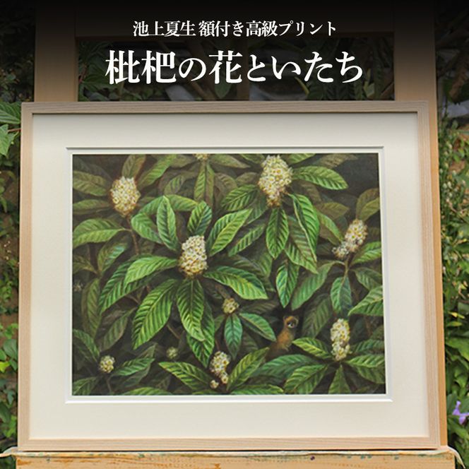 池上夏生 額付き高級プリント ”枇杷の花といたち”