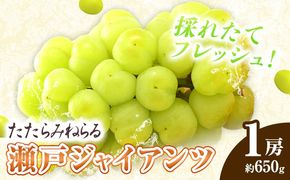 【先行予約】たたらみねらる 瀬戸ジャイアンツ 1房 約650g《2026年8月下旬-10月下旬頃出荷予定》 Y＆G.ディストリビューター株式会社 岡山県 笠岡市 マスカット ぶどう ブドウ 葡萄 フルーツ 果物---1-37a---