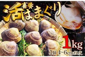 畜養活はまぐり 1kg　蛤 魚介類 魚貝 殻付 貝 海鮮 新鮮 貝類 ハマグリ 肉厚 酒蒸し お吸い物 炊き込みご飯 バーベキュー BBQ MN00036