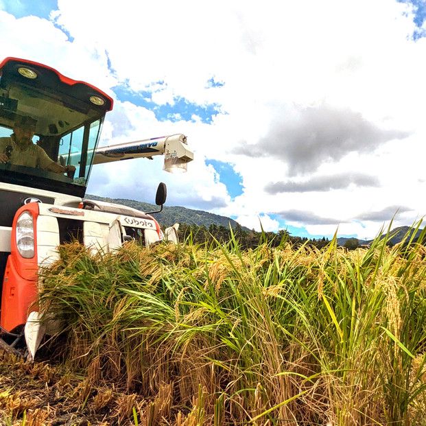 1107.令和7年産　きぬむすめ玄米 10kg 313726_CI004