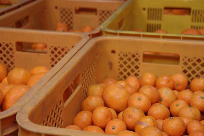 12/24までにご入金確認分は年内発送確定！きれいな温州みかん 寄贈用にお勧め 箱込み 約20kg (S～Lサイズ混合) DB027-D2