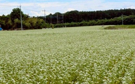 令和8年度 栃木県鹿沼市産 そば粉 1kg | 蕎麦 蕎麦粉 ガレット ※2026年11月～発送