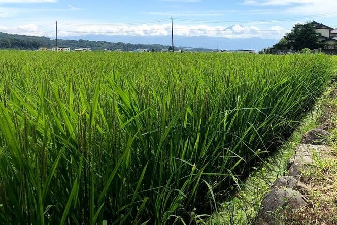 6回 定期便 米 令和8年産 玄米 ゆうだい21 5kg×6回 計30kg [穂足農園合同 山梨県 韮崎市 20745231] お米 コメ ご飯 ごはん 山梨県産