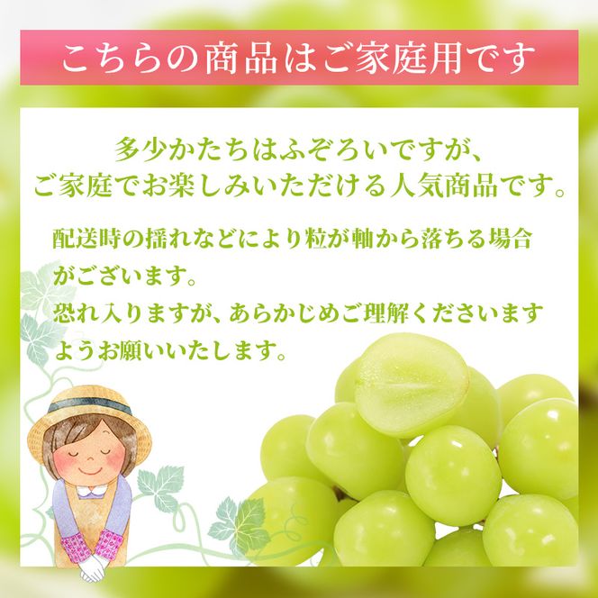 ぶどう 2026年 先行予約 ご家庭用 シャイン マスカット 2～3房 合計約1.2kg ブドウ 葡萄  岡山県産 国産 フルーツ 果物 ギフト
