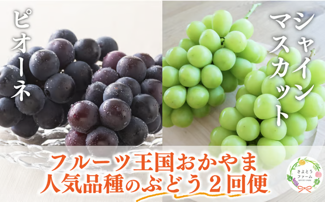 【2026年先行予約】ピオーネとシャインマスカット、特大２房入の２回便！(定期便) (岡山県産)【KF-T055-02】