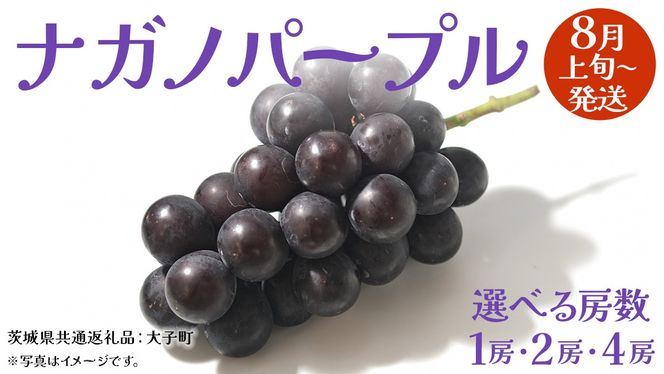 《 選べる 房数 》ナガノパープル 1房 / 2房 / 4房 【2026年8月上旬発送開始】(茨城県共通返礼品：大子町) ぶどう 葡萄 ブドウ 果物 フルーツ 果実