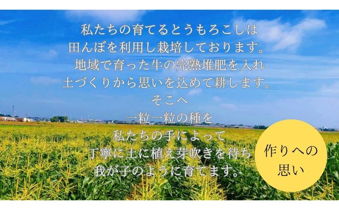 【先行予約】?極の?さと果汁 白いとうもろこし おすすめ コーン トウモロコシ 採れたて 新鮮 健康 ヘルシー 人気 厳選 袋井市