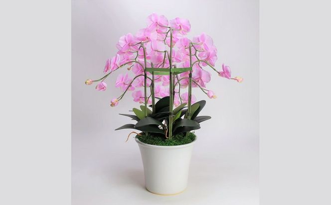 綺麗で丈夫な三河陶器で贈る光触媒胡蝶蘭大輪５本立（白釉薬の陶器×桃色の花） H100-118