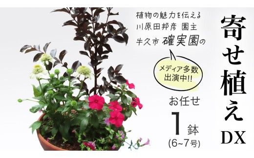 【 確実園 オリジナル 】 寄せ植え DX （おまかせ1点） ガーデニング 花 はな フラワー 鉢 鉢植え [BG010us]