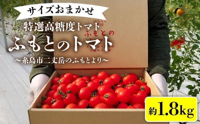 糸島二丈岳 【ふもとのトマト】サイズおまかせ 約1.8kg（専用箱入り） 糸島市 / 株式会社さいかい [AFL002] トマト とまと