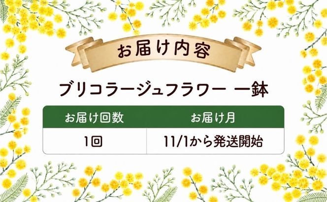 【選べる回数】季節のお花が楽しめる☆お花屋さん 通常便 1回 定期便 3回 5回 ブリコラージュフラワー 寄せ植え 15~20株