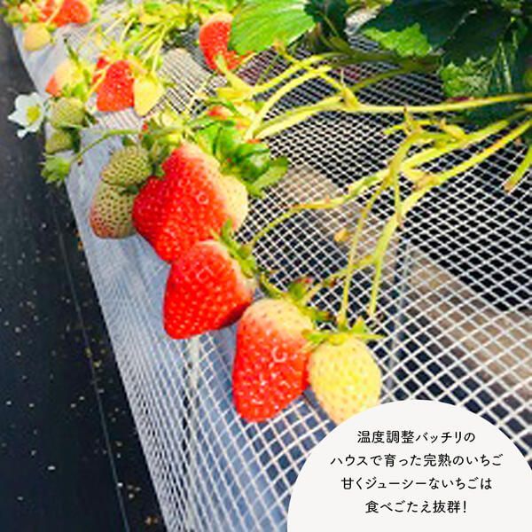 【田口ファミリーファーム】大粒完熟いちご(さがほのか)15粒(1月中旬発送開始) N053-YA2261