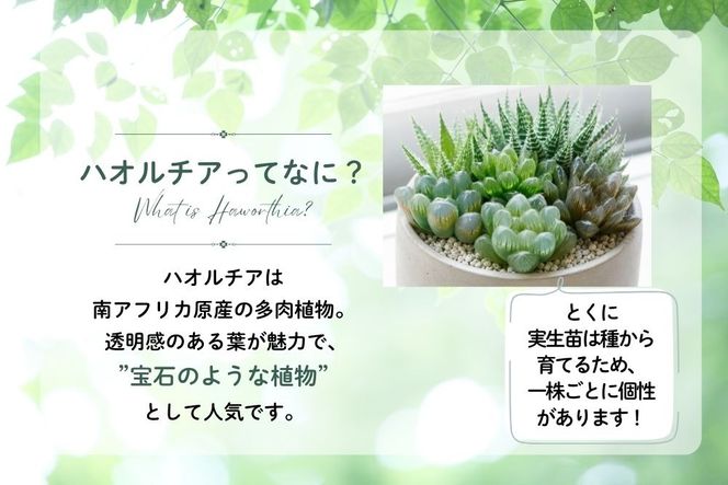 特選美種：多肉植物 ハオルチア 実生オリジナル苗 おまかせ2種【埼玉県 春日部市 観葉 緑化 卓上装飾 園芸用品種 セレクト 希少株 自宅用 ギフト】（DM002）