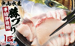 ブリ 1匹(5kg～6kg) 【期間限定】中山水産 手結沖養殖「勝ブリ」 ny-0014
