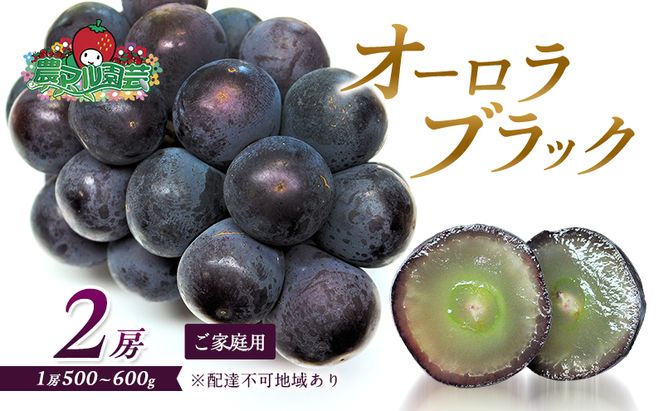 ぶどう 2026年 先行予約 オーロラブラック 2房 1房 500g～600g ご家庭用 ブドウ 葡萄 フルーツ 果物 岡山 赤磐市産 農マル園芸 あかいわ農園 種なし 大粒 高糖度 