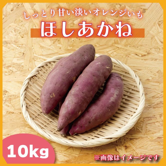 【2025年11月より順次発送】2025年度産 しっとり甘い淡いオレンジいも ほしあかね 約10kg｜さつまいも 芋 お芋 ほしあかね 渋谷農園 先行予約 茨城県 行方市(BZ-37)