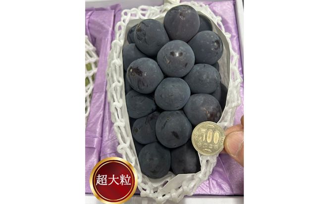 ぶどう 2026年 先行予約 ぼっけえ大粒ニューピオーネ1房(800g以上) 化粧箱入り ブドウ 葡萄 岡山県産 国産 フルーツ 果物 ギフト 