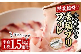 養殖 ブリフィーレ (1.5kg前後・半身1枚) 大分県産 国産 ブリ ぶりフィーレ 鰤フィレ 養殖ブリ 新鮮 刺身 しゃぶしゃぶ 照り焼き 鰤かま 冷蔵 大分県 佐伯市【AL94】【さいきりーふ】