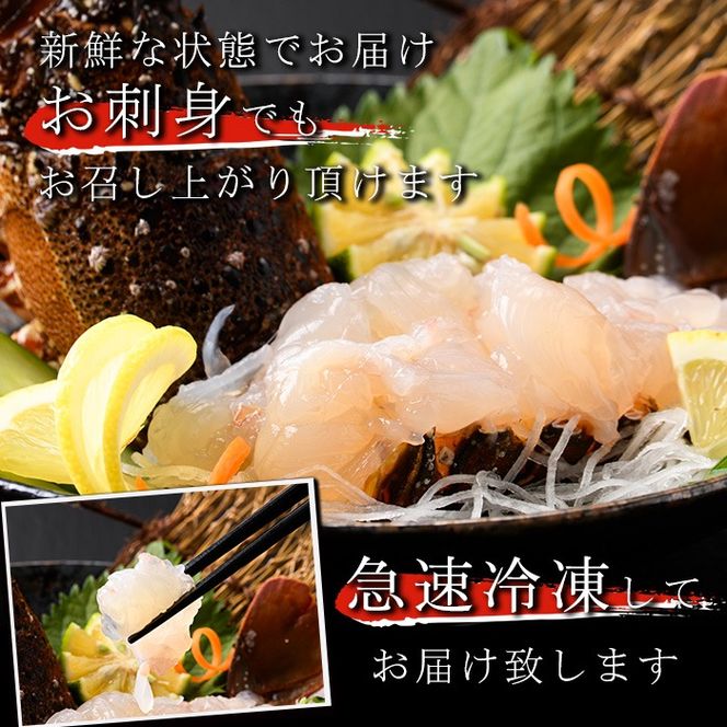 伊勢海老(約1kg) 国産 阿久根市 伊勢海老 海老 エビ えび イセエビ 海鮮 海産物 海の幸 刺身 新鮮 急速冷凍【松永青果】akn053-36