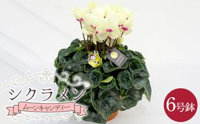 シクラメン「ムーンキャンディー」6号鉢（18cm） ますだ農園 【お届け：11月～12月】 F4N-2806